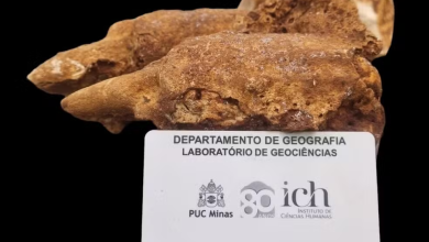 Fósseis de preguiça-gigante da Era do Gelo são encontrados em Minas Gerais