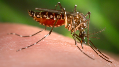 Dengue | Alta de casos é associada a calor intenso e desmatamento