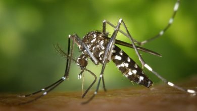 Dengue tem tudo a ver com calor, mostra pesquisa em MG