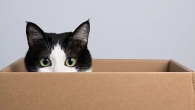 A ciência por trás do paradoxo do gato de Schrödinger