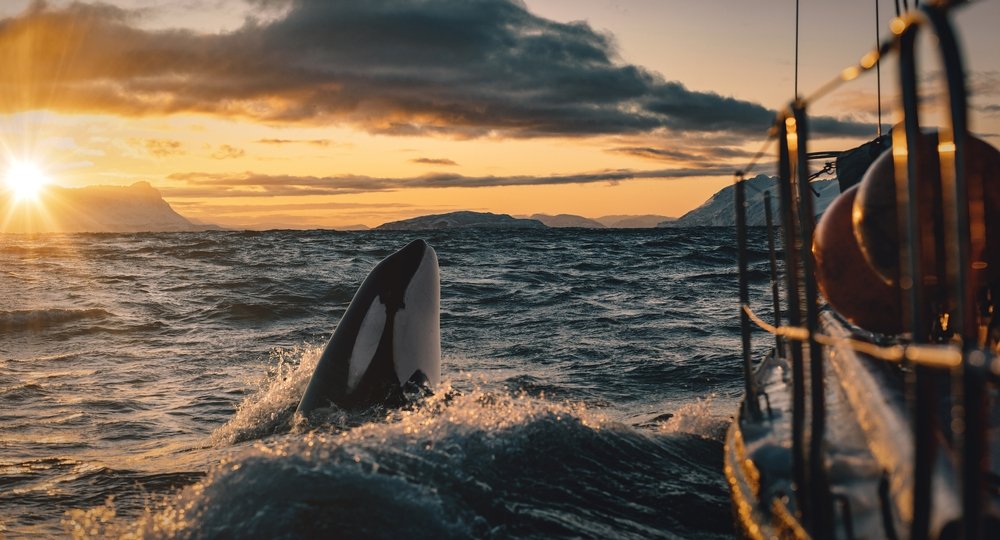 As orcas destroem barcos — e motivo é finalmente descoberto