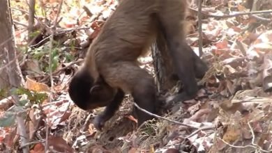 Macacos-prego conseguem usar ferramentas para cavar o solo