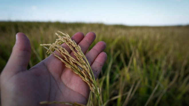 Não vai faltar arroz no Brasil, apesar do governo Lula alarmar e bagunçar o mercado