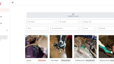 Site utiliza IA para conectar tutores a animais perdidos no RS; veja como usar