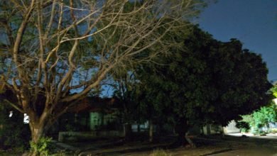 Vereador Tabosa pede a Sisep poda de árvores no bairro Marcos Roberto