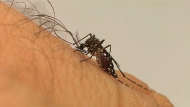 Mosquito da dengue sobre a pele de alguém