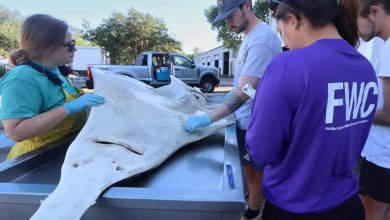Comportamento bizarro e morte em massa de peixes na Flórida intriga cientistas