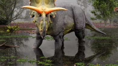 Lokiceratops: dinossauro 'chifrudo' é batizado em homenagem a vilão da Marvel
