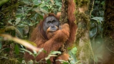 Orangotango-de-tapanuli via Andrew Walmsley/National Geographic