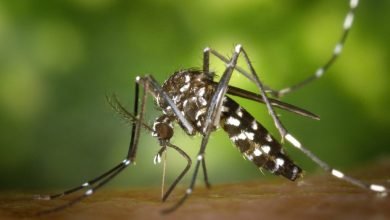 SMS alerta sobre possibilidade de surto de Chikungunya em Três Lagoas