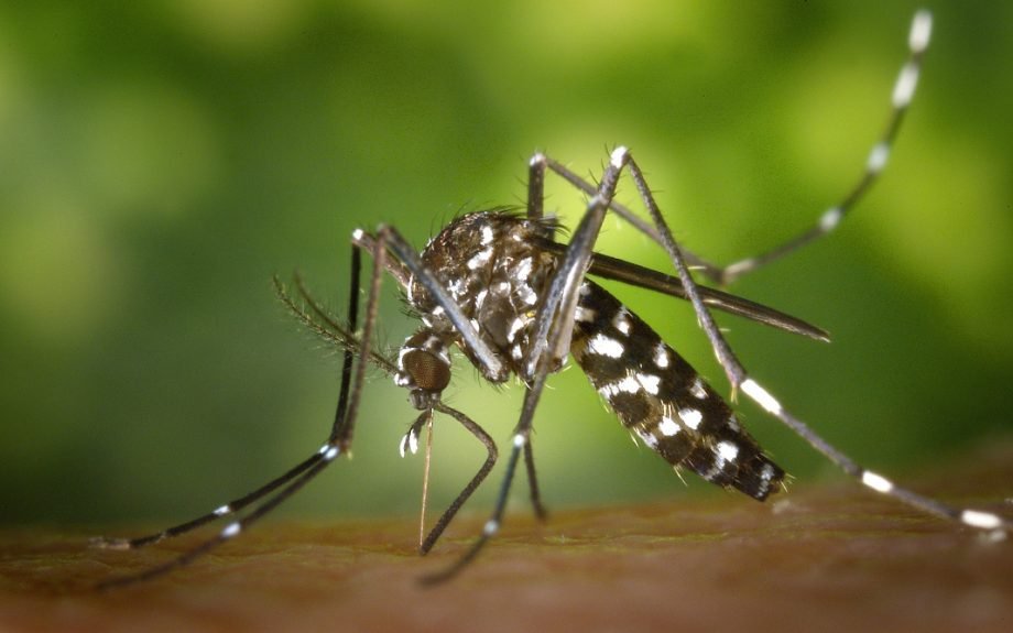 SMS alerta sobre possibilidade de surto de Chikungunya em Três Lagoas