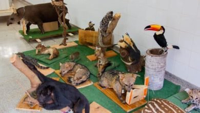 Acadêmicos de Medicina Veterinária participam de curso de Taxidermia da PMA