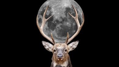 Lua do Cervo: veja imagens da Lua Cheia de julho e entenda o nome