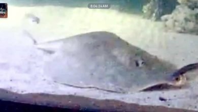 Morre arraia que teria “engravidado” sozinha em tanque de tubarões