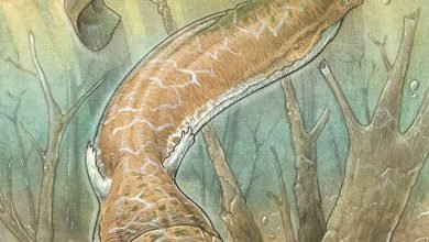 Predador do pântano aterrorizou a Terra antes da chegada dos dinossauros